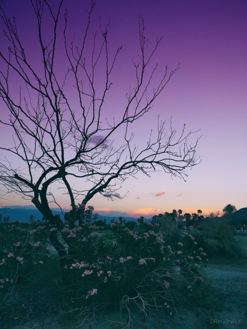 drxgonfly:Lilac Sky (by drxgonfly)