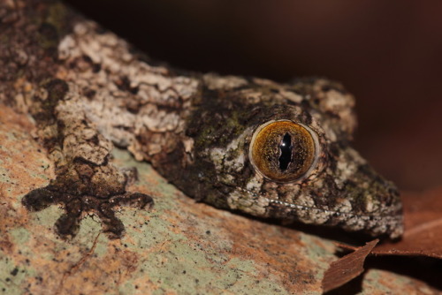 madagascan | Tumblr