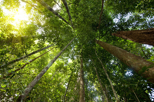 HijUp Blog • Hutan Indonesia adalah Paru-Paru Dunia