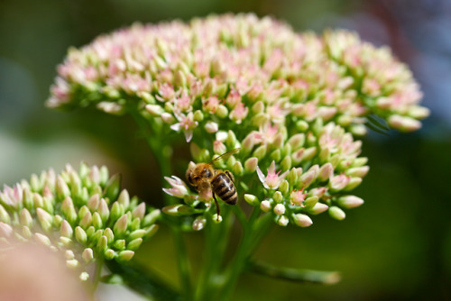 Fetthenne mit Bienchen