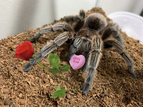 alrightyspidey