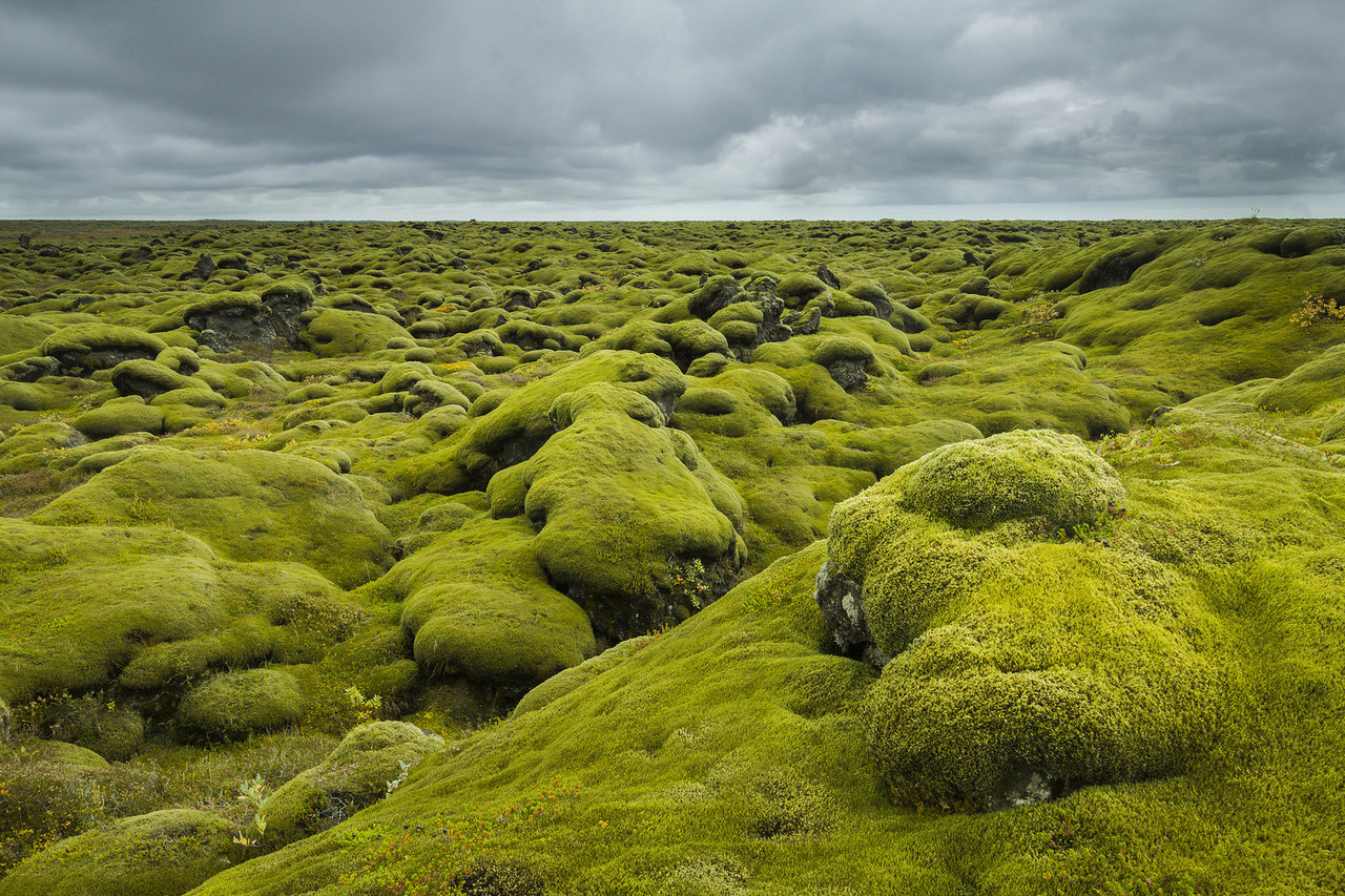 Macrea Photography - 90377: Eldhraun Lava Field Moss by l_c_m_tt_...