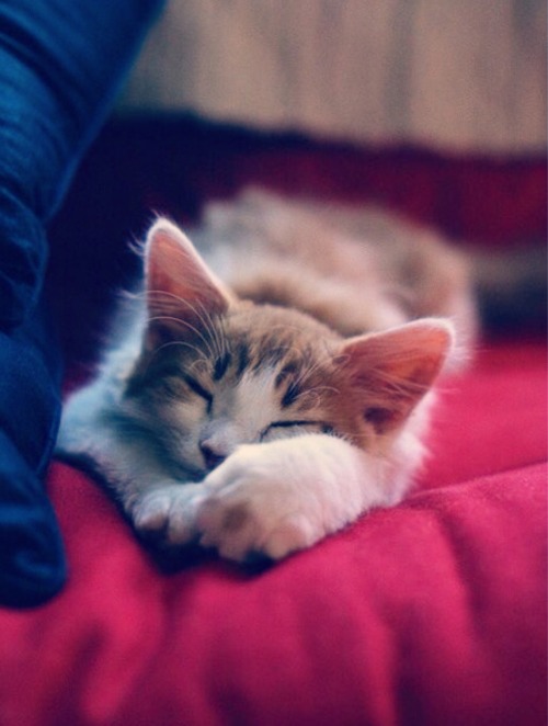 Cute Kitten On Tumblr