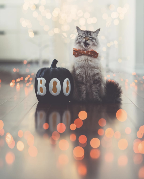 aww-so-pretty:My cat wishes you a Happy Halloween