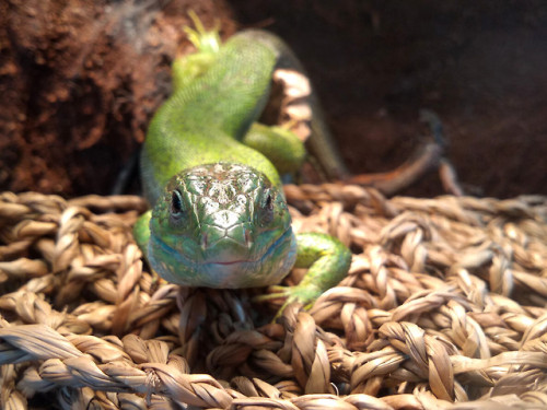 r0ckpools:Tiny super model Mandrake, posing like a champ for...