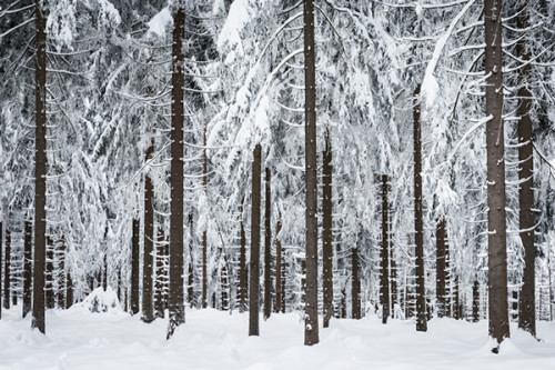 definitelydope:The Enchanted Winter Forest, Heiko Gerlicher