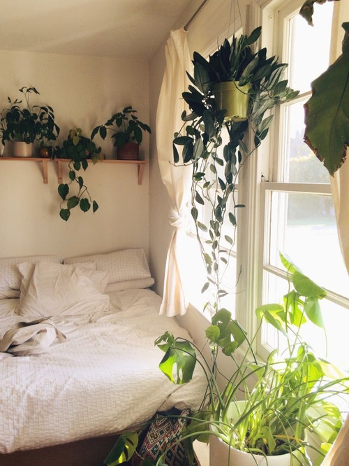  bedroom  plants  Tumblr 