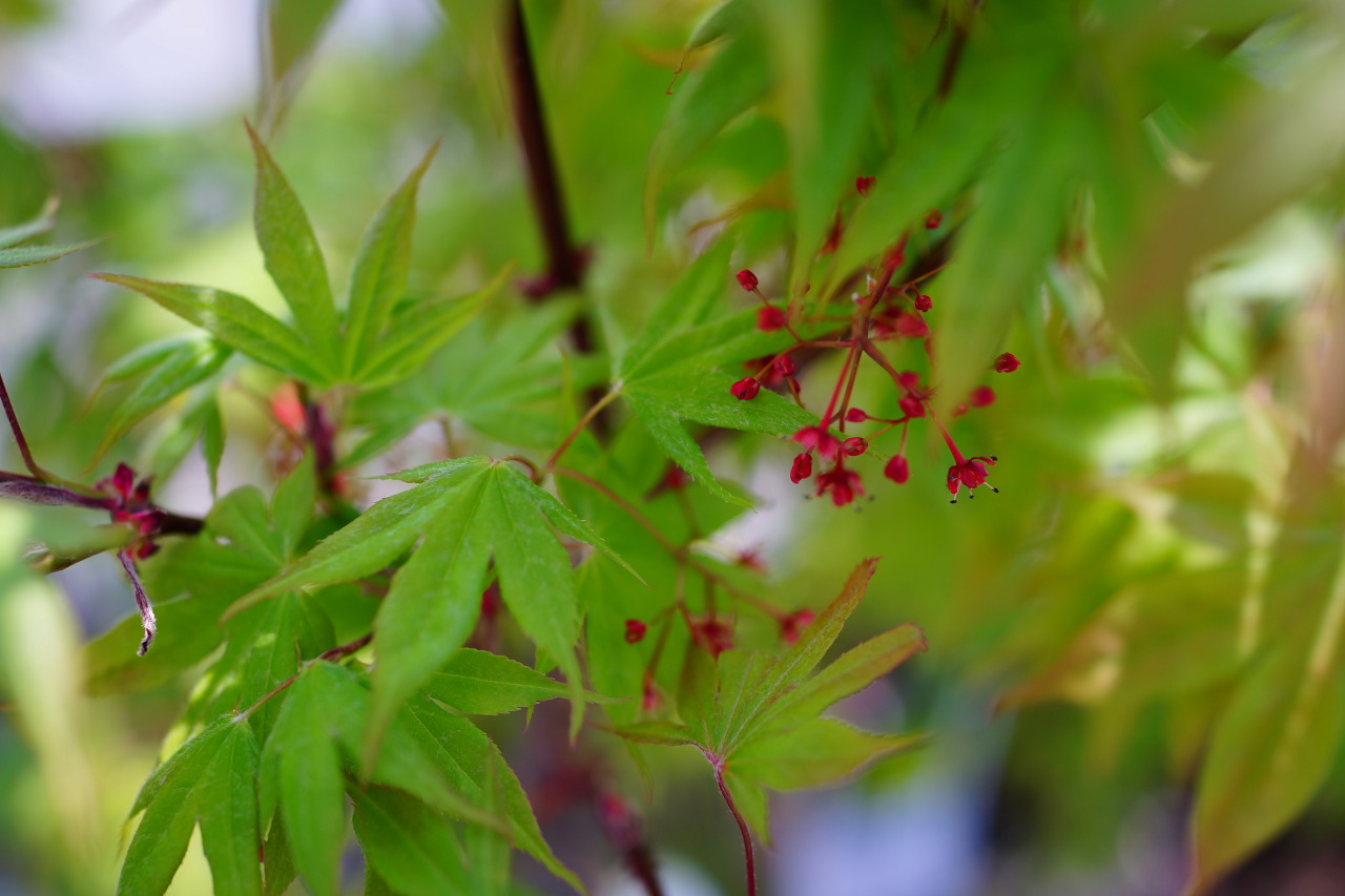 写真図鑑 日本の花木 昭和46年 - その他