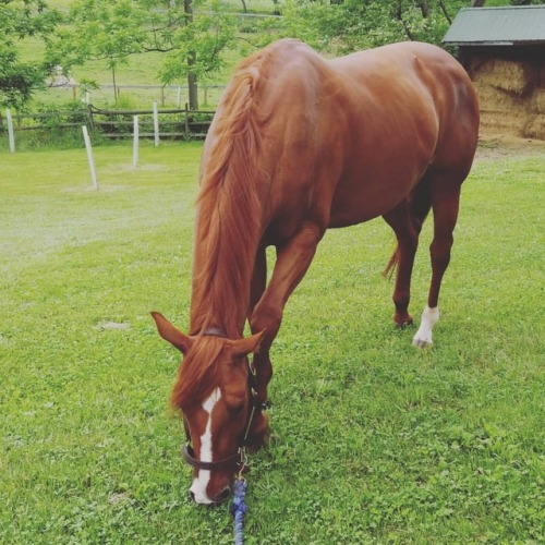 Enjoying a birthday graze with her little medicated boot ❤