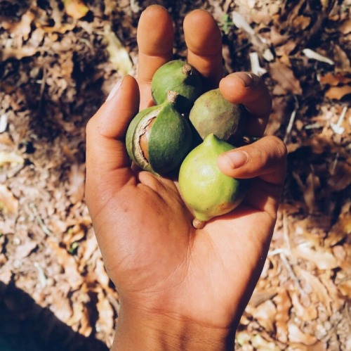 ambertamm:my year in produce; planted and grew and harvested so...