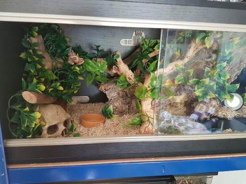 Reptile Vivarium Tumblr