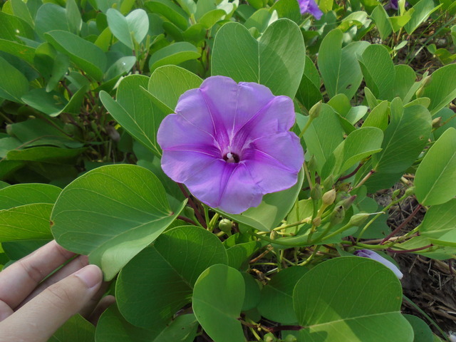 Ayudiana Kusumawardani — Bunga cantik di tepi pantai pulau ...