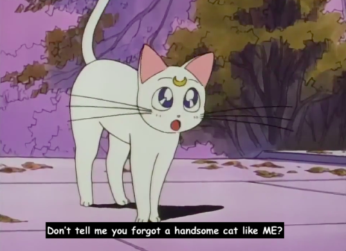 sailormoonsub:this is word-for-word exactly what my cat would...