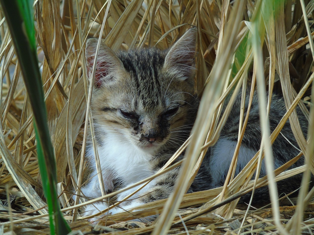 Diary Kucing Dan Kisah Kucing