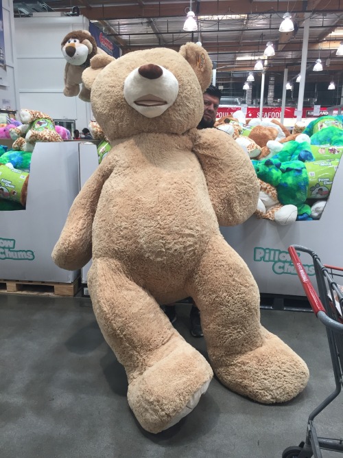 6ft bear costco