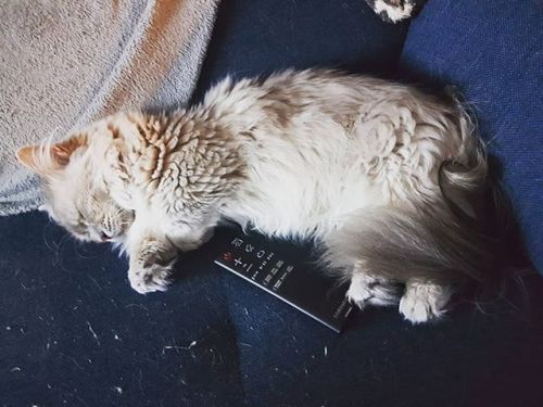 lily-the-munchkin-cat