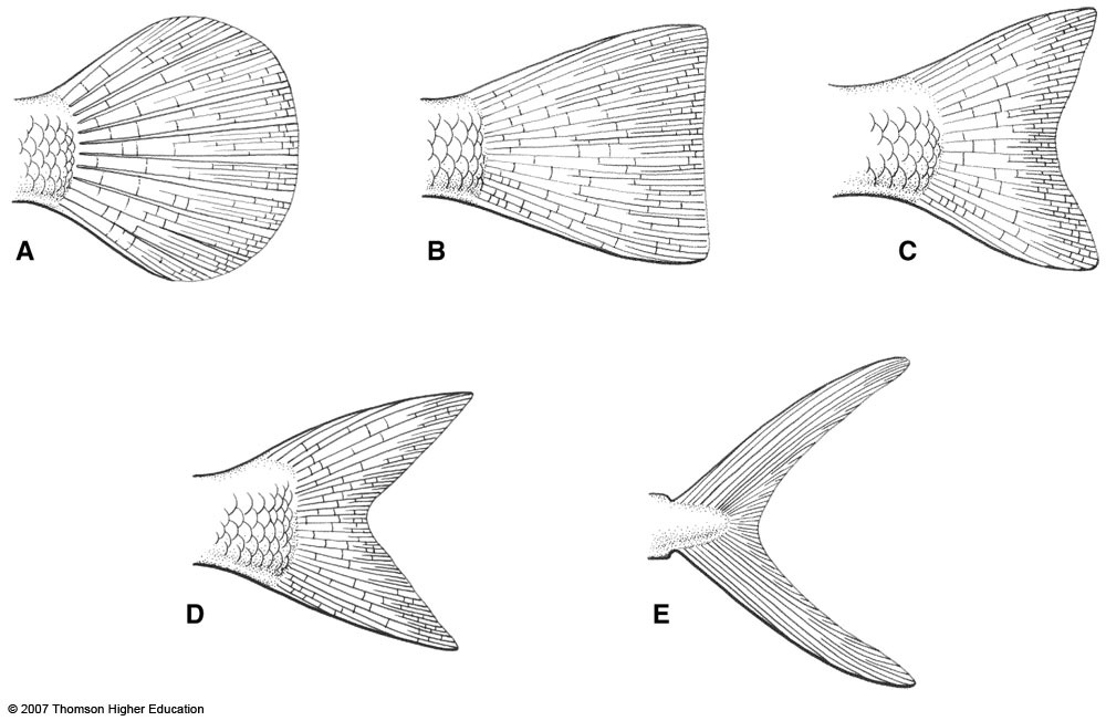 morphology-of-the-caudal-fin-skeleton-in-a-scomberomorus-maculatus