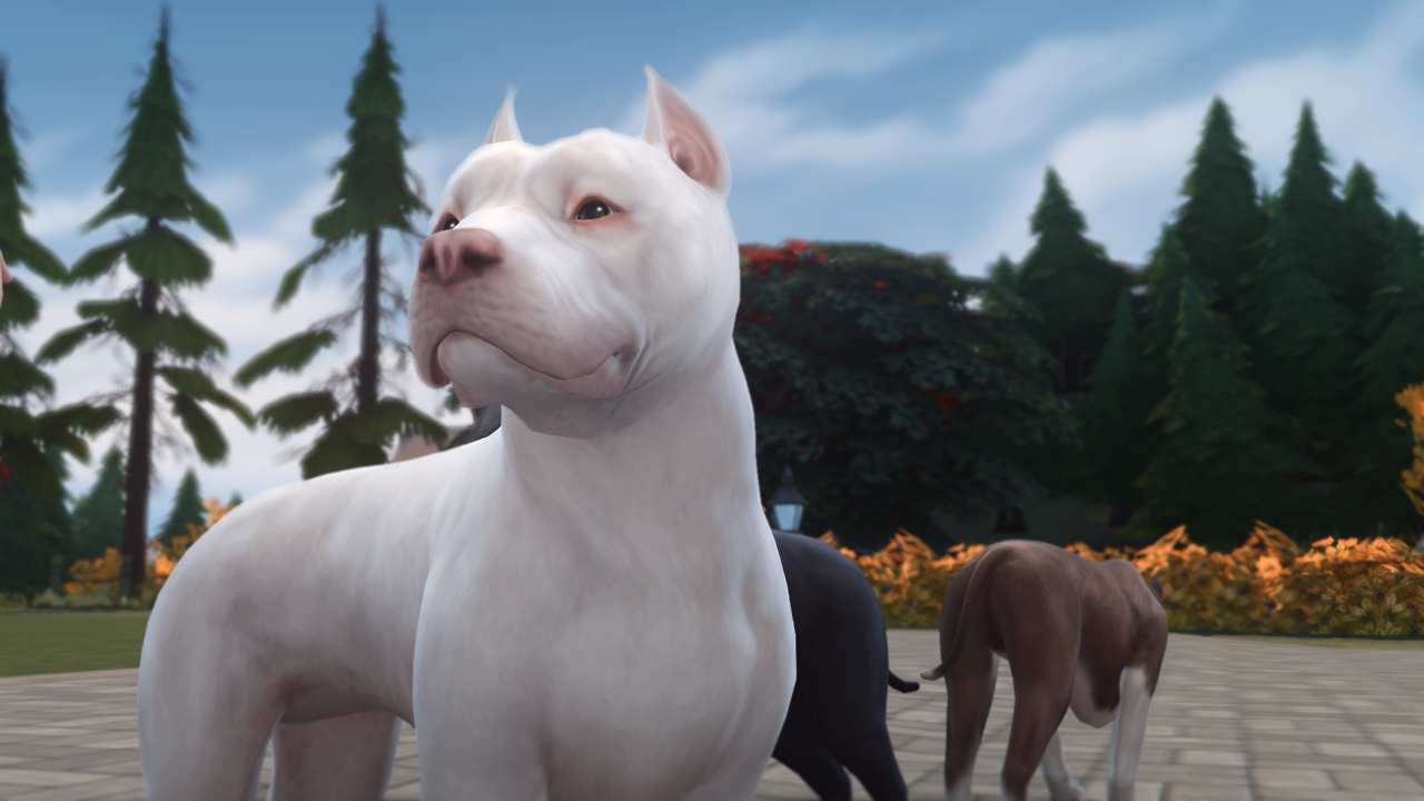 Мод петс. SIMS 4 Pitbull. The SIMS 4 питомцы. Питбуль в симс 4. Симс 4 собаки.