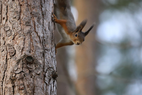 michaelnordeman:More squirrel pictures. There can never be too...