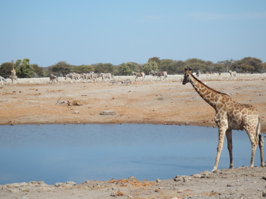 Campamentos PN Etosha: Okaukuejo, Halali, Namutoni -Namibia - Foro África del Sur