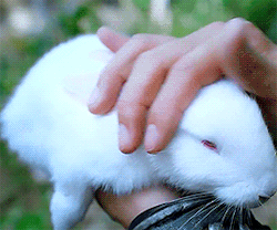 hand stroking a lil bunny