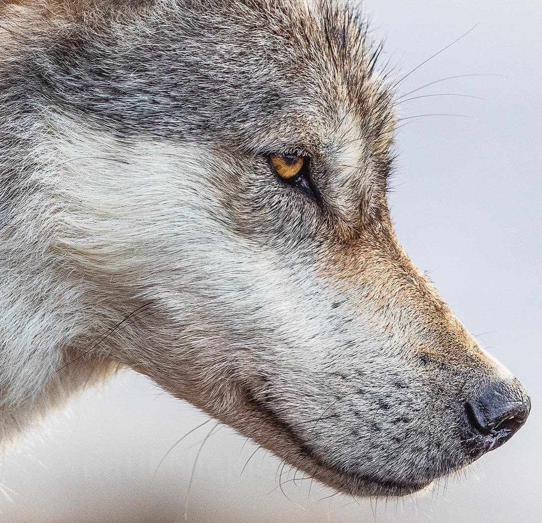 wolfsheart-blog:
“ Photograph by Paul Nicklen This coastal wolf of British Columbia.
”