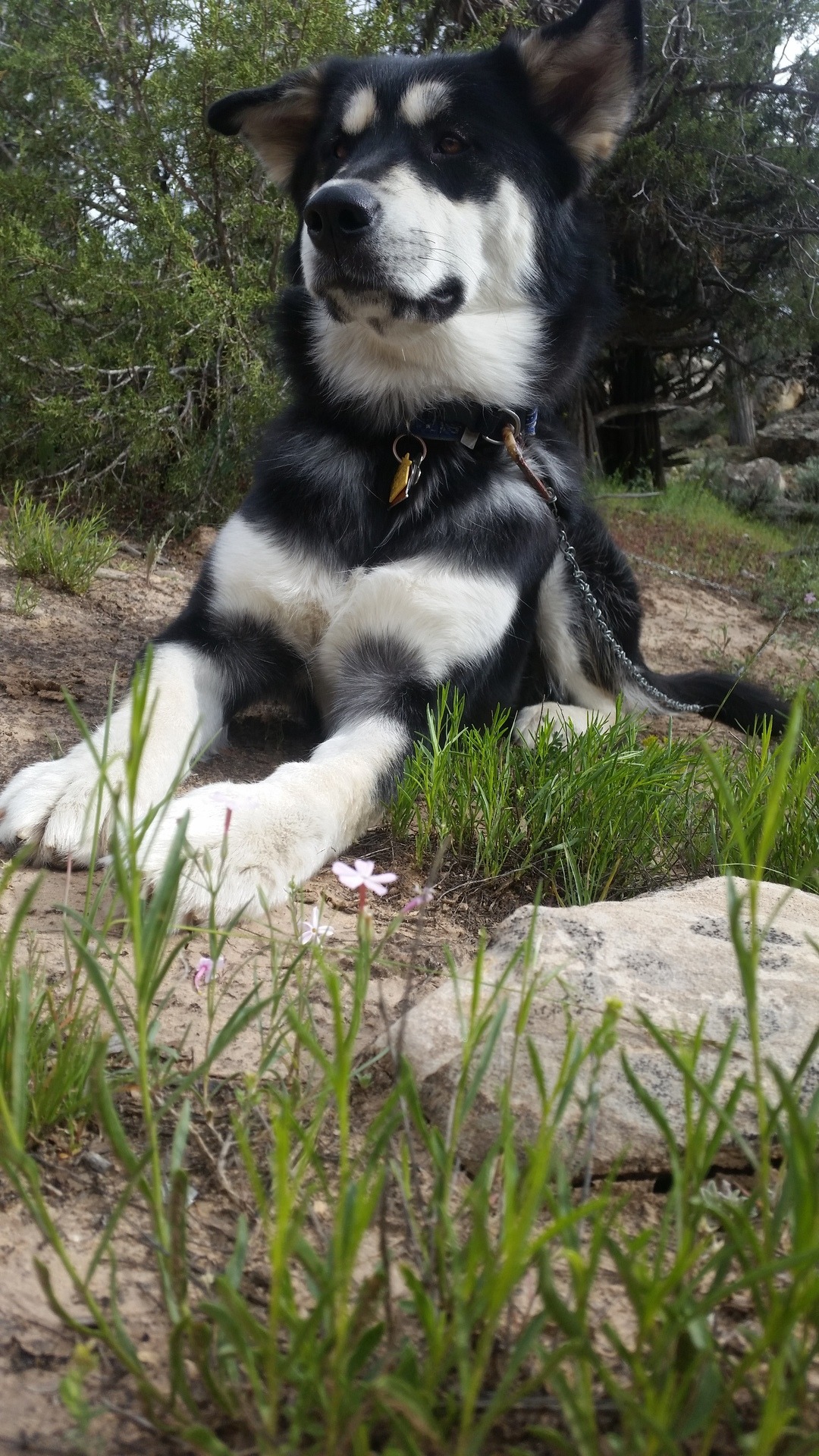 Rush Valley's Princess Winry — Mountain Malamute in the Colorado mountains