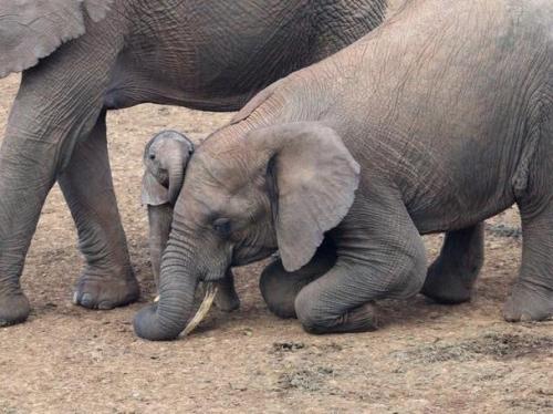 cutefunnybabyanimals:Big sister drops to her knees to show...