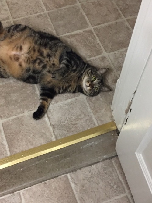 The face of a cat who woke me up at 4:30 this morning, and again at 6:15, in spite of the fact that I didn’t get to bed until 11:45. But she does not care.