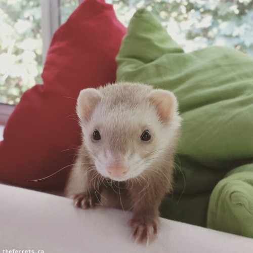 theferrets:When you’re cute af you look like dis