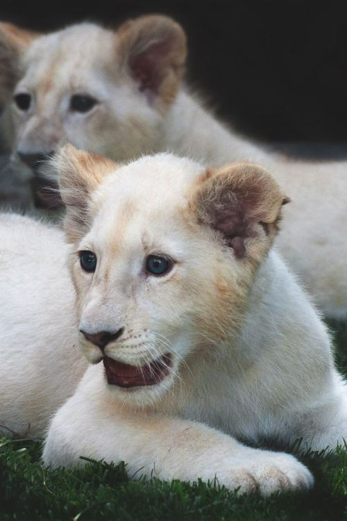 captvinvanity:White lions |Catherine Walsh