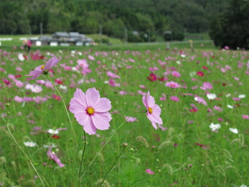 i1964m1965:2018年10月7日　コスモス畑　兵庫県三田市波豆川