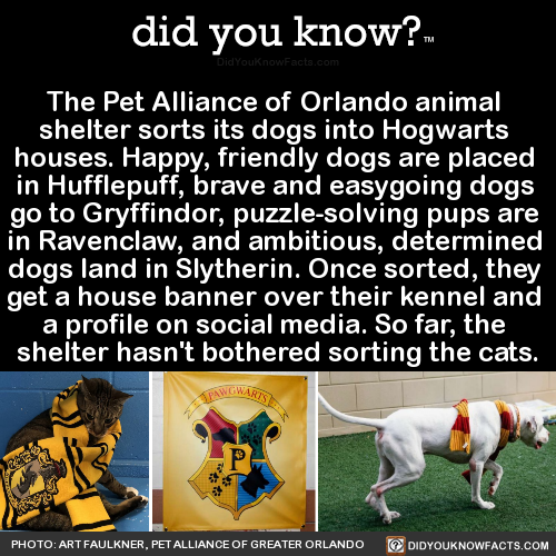 the-pet-alliance-of-orlando-animal-shelter-sorts - did you know?