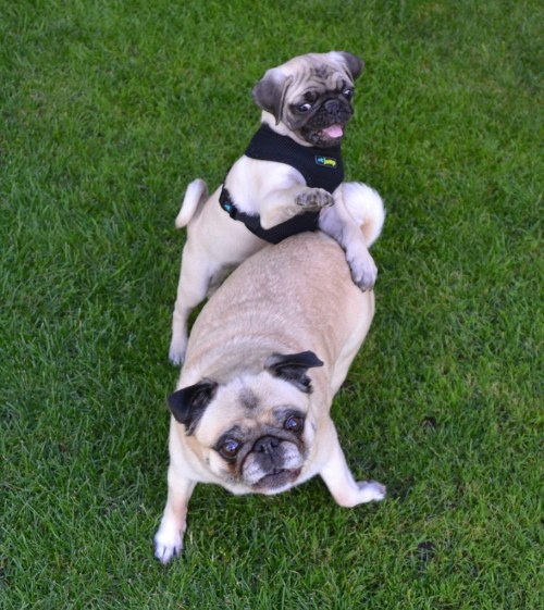 pugsandfrenchbulldogs