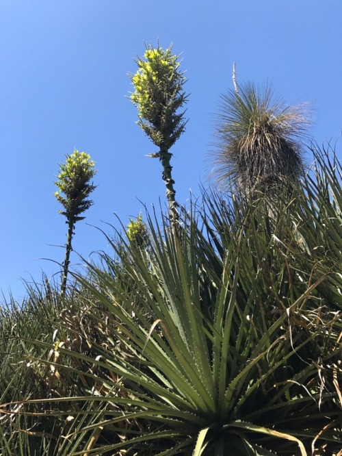 Some Chilean Puyas at the Huntington Desert Garden. San Marino,...