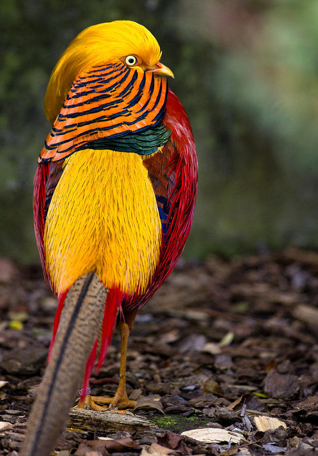 Nature And More Golden Pheasant Chrysolophus Pictus Galliformes