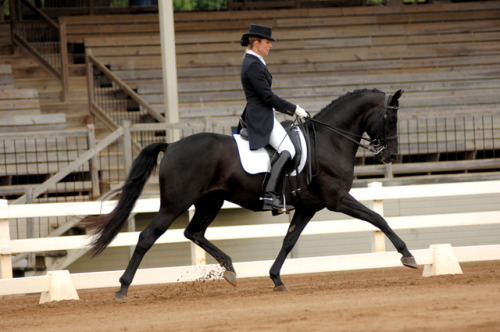 deadinsidedressage:hyperbemily:all-the-horses: GKB Coal...