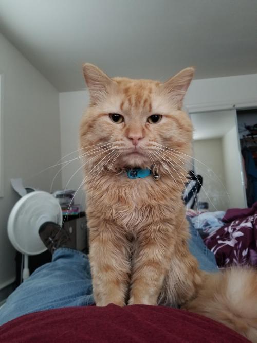 bringmecatsposts