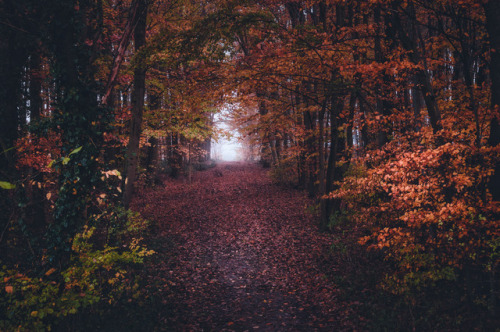 pixelcoder:Nature Path - German Woodlands - December...