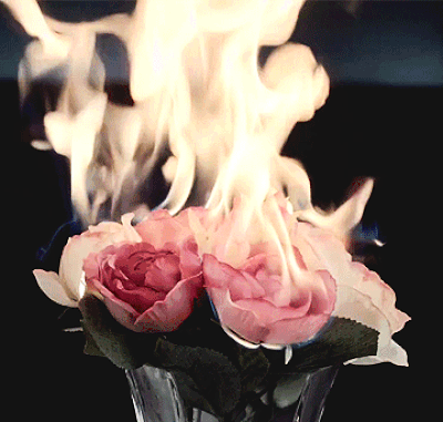 burning roses Tumblr posts - Tumbral.com
