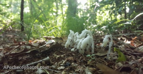 Indian Pipe along our trail. One of my favorite woodland...