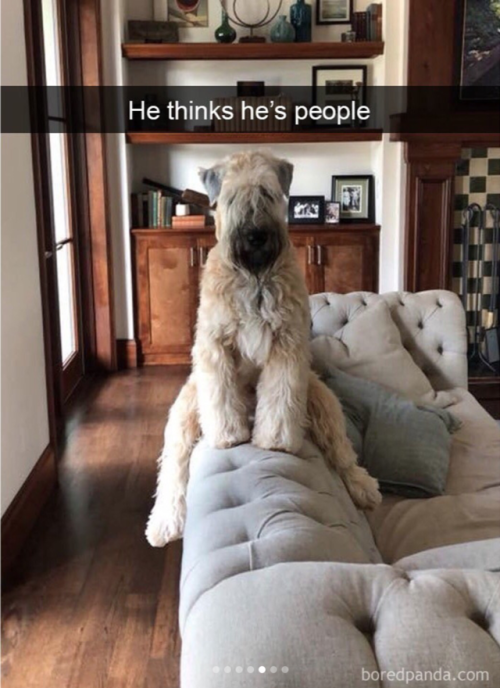 babyanimalgifs:More dog snaps