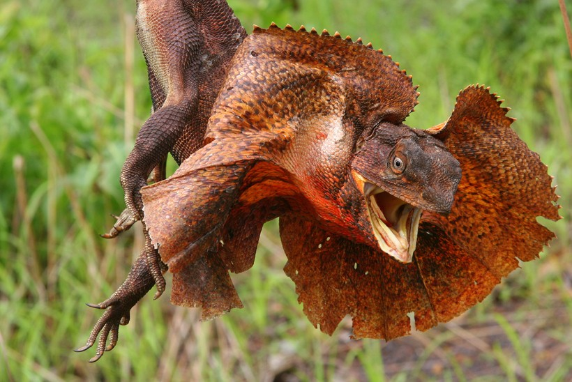 Only the weird ones — Frilled Neck Lizard