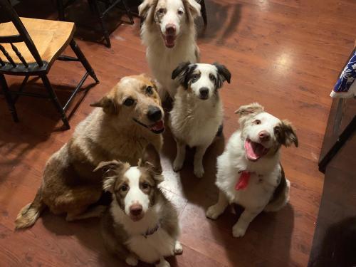 totallydoglife