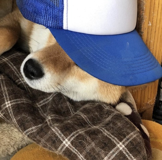 Shiba Inu Hat Tumblr