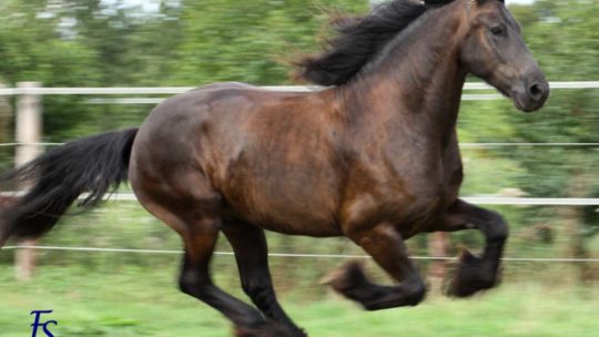 CAV Leserfoto Friesen Binnendijk Orion (jpg)