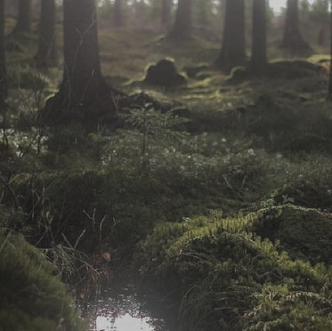 Forest Witch Aesthetic Tumblr Largest Wallpaper Portal