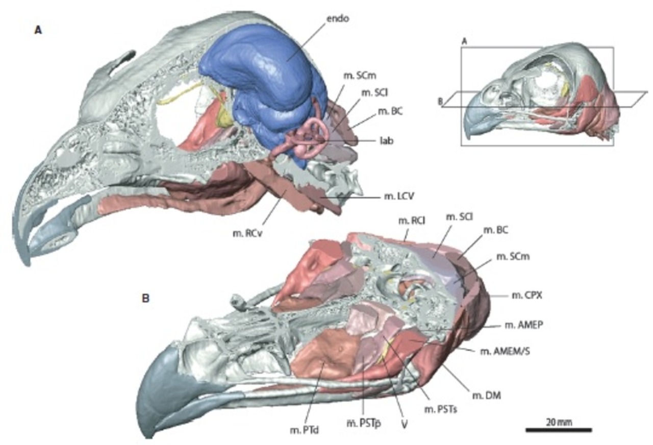 Science Visualized â€¢ theolduvaigorge: The science of anatomy is...