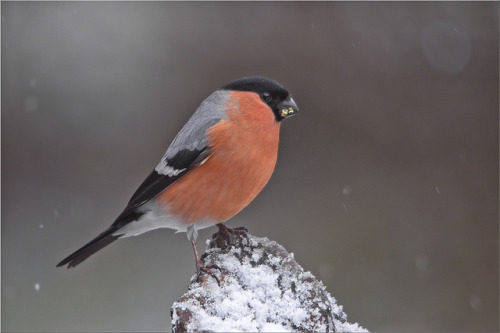 catycat21:Winter male Bully by davolly59 on Flickr.