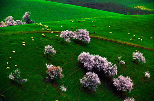 fancyadance:Located in Tuergen Township, Xinyuan County, Yili...